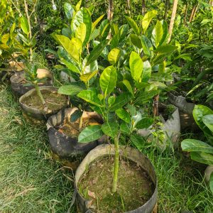 ১৭টি ১২মাসি কলমের গাছ
